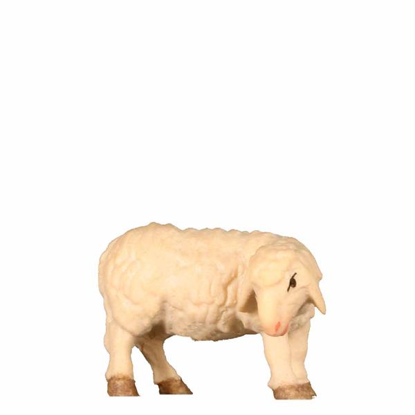 Schaf äsend Kopf rechts