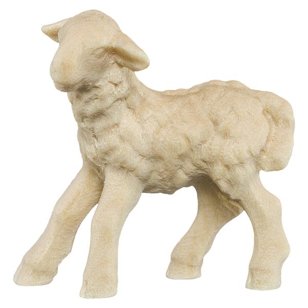 Lamm stehend linksschauend Lamm stehend linksschauend