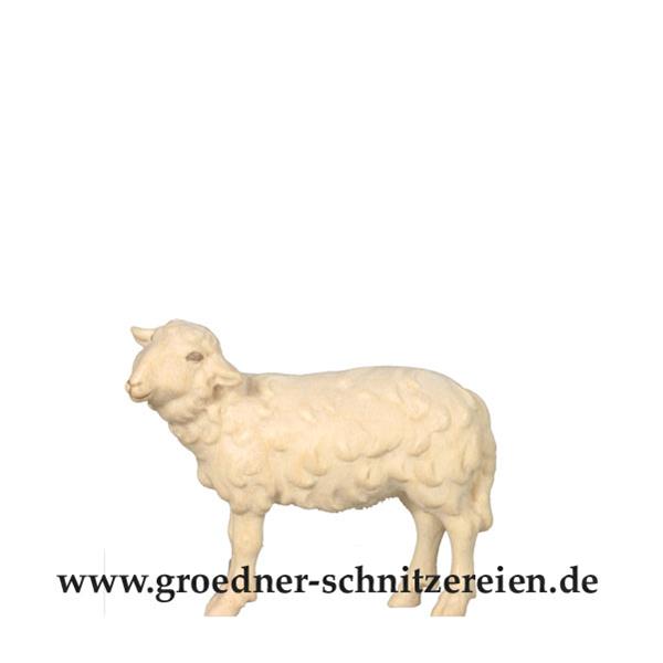 Schaf stehend linksschauend Schaf stehend linksschauend