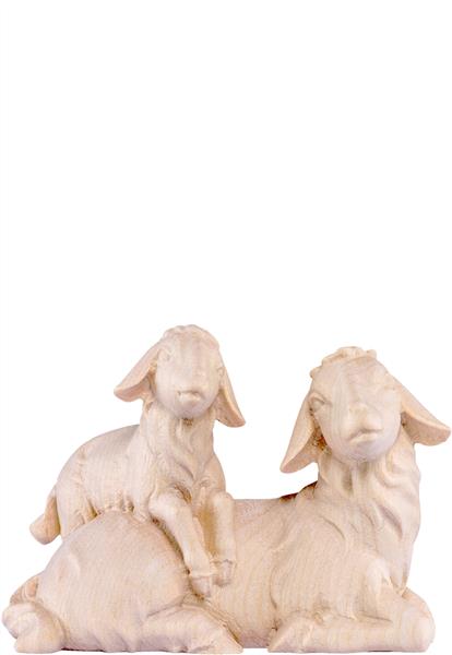 Schafgruppe liegend Artis Schafgruppe liegend Artis