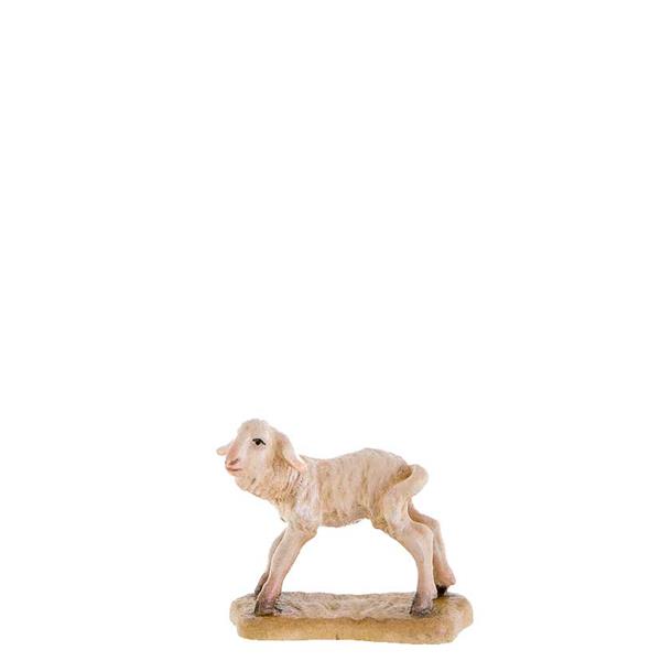 Lamm stehend Lamm stehend
