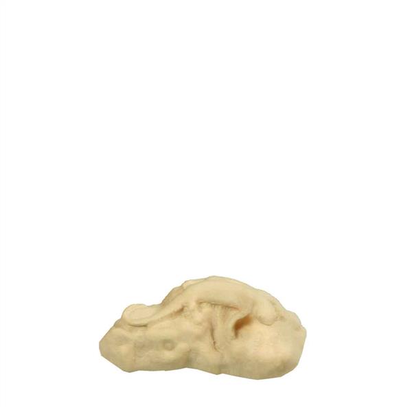 Salamander einzeln auf Stein Salamander einzeln auf Stein