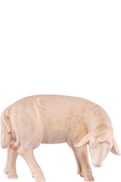 Schaf grasend Artis Schaf grasend Artis