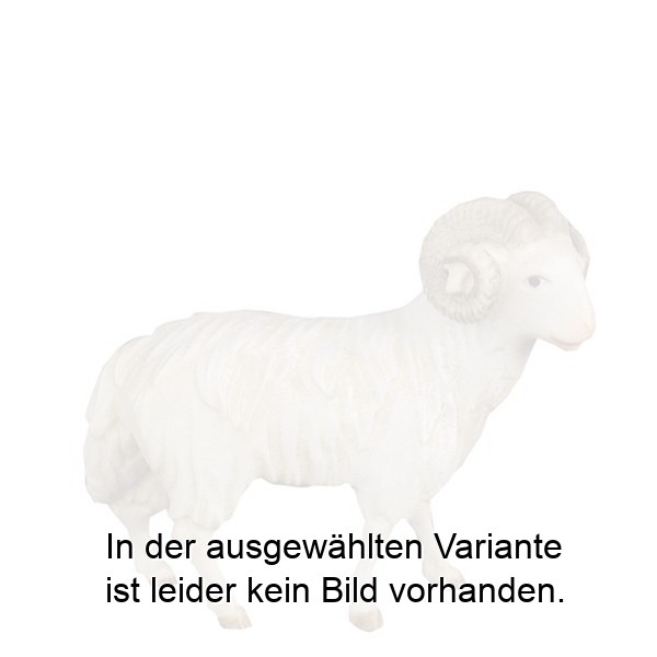 Widder Widder