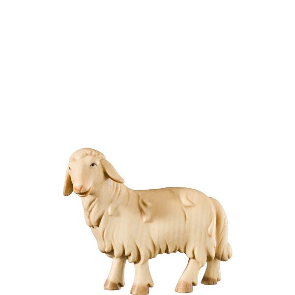 Schaf schauend Schaf schauend
