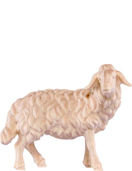 Schaf stehend Schaf stehend