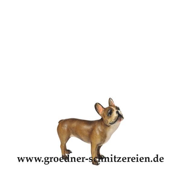 Französische Bulldogge