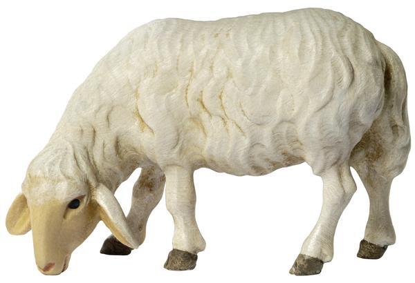 Schaf grasend Schaf grasend