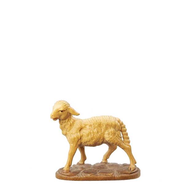 Schaf stehend Schaf stehend