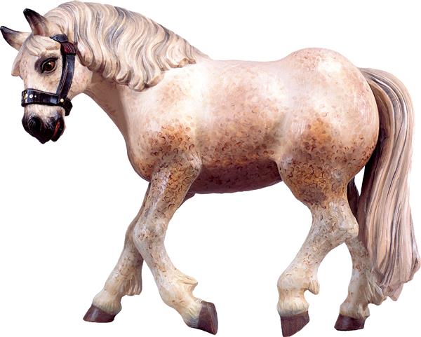 Pferd Schimmel Pferd Schimmel