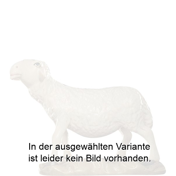 Schaf schauend