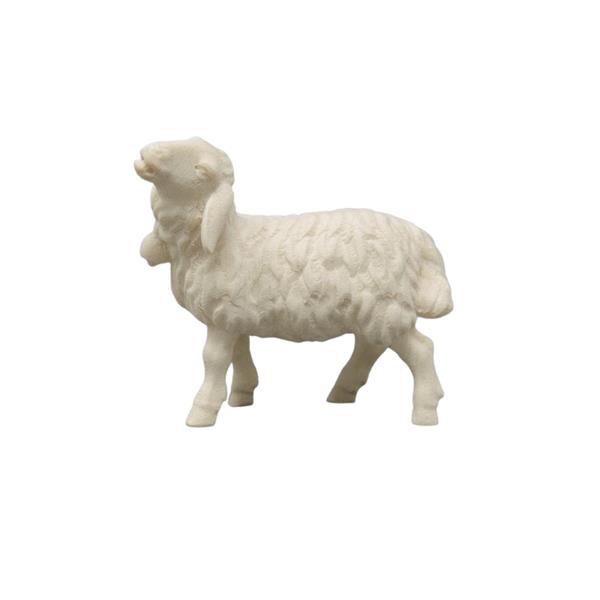 Schaf blöckend Schaf blöckend