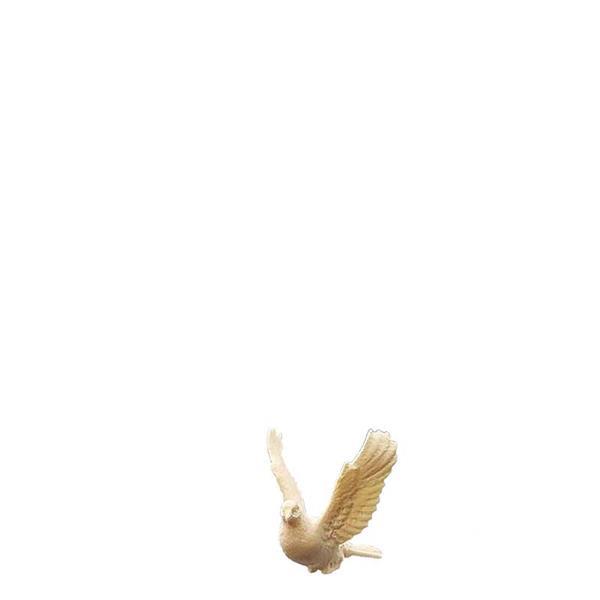 Taube fliegend Taube fliegend