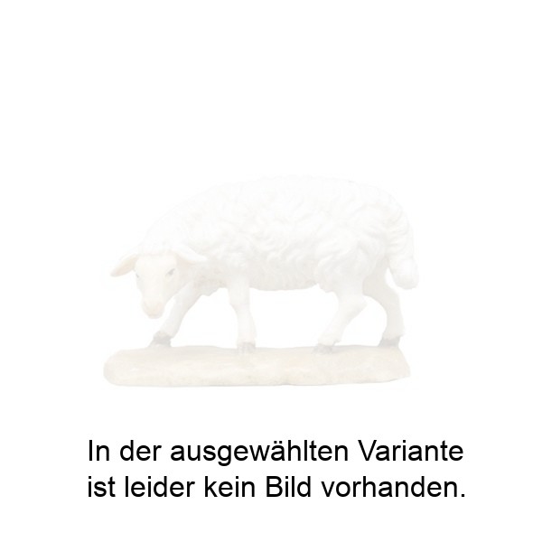 Schaf äsend
