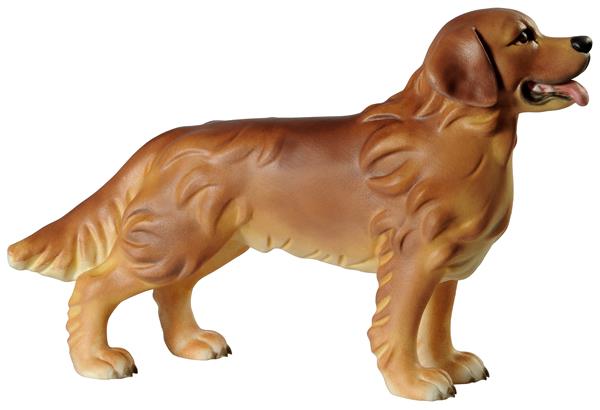 Golden Retriever Hund