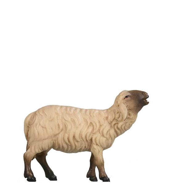 Schaf blökend SCHWARZ-WEIß Schaf blökend SCHWARZ-WEIß