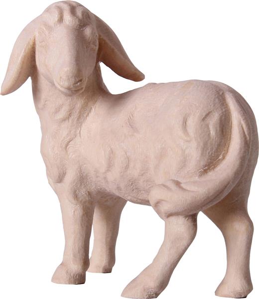 Schaf zurückschauend Schaf zurückschauend