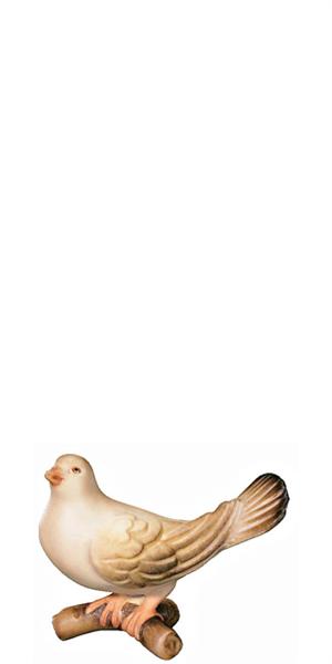 Taube n.v.schauend Taube n.v.schauend