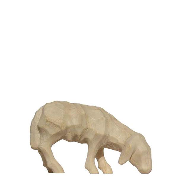 Schaf grasend Schaf grasend