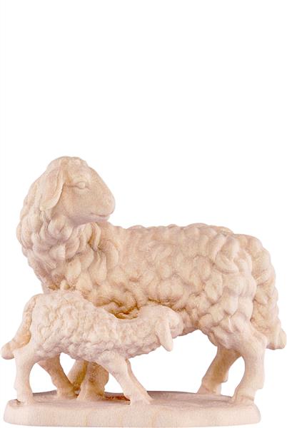 Schafgruppe Schafgruppe