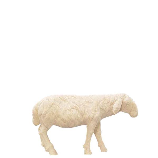 Schaf gerade Schaf gerade