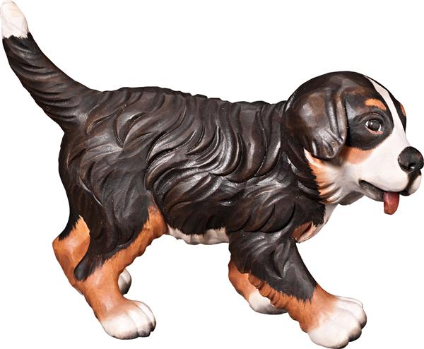Berner Sennenhund Welpe