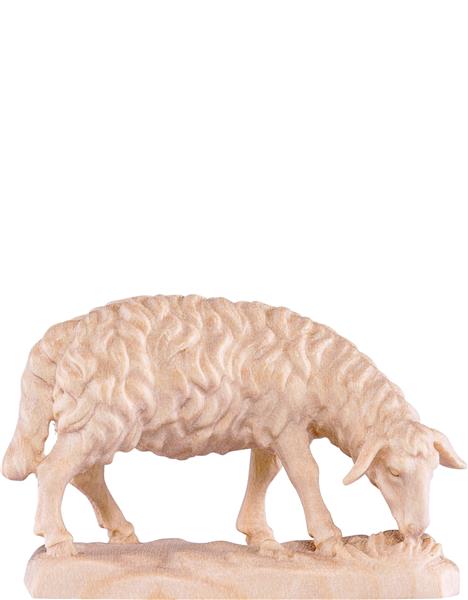 Schaf grasend Schaf grasend