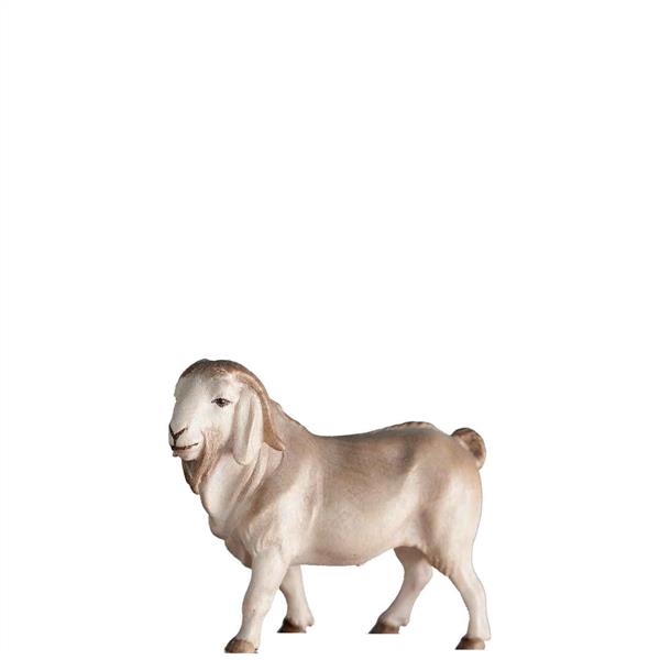 Burenziegenbock