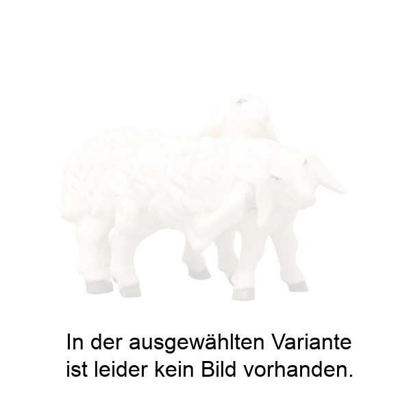 Schafgruppe