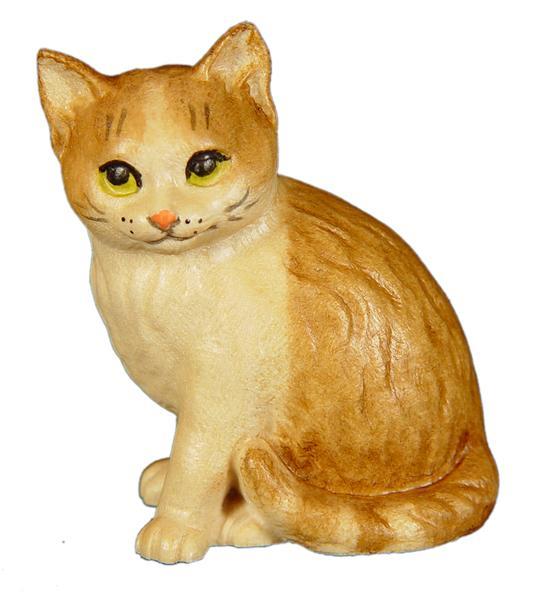 Katzenjunge rechts Katzenjunge rechts