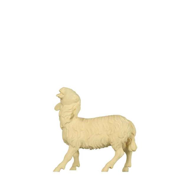 Schaf mit erhobenen Kopf