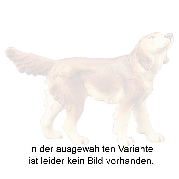 Irischer Setter Irischer Setter