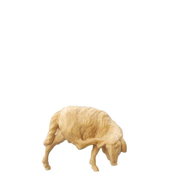 Schaf kratzend Schaf kratzend