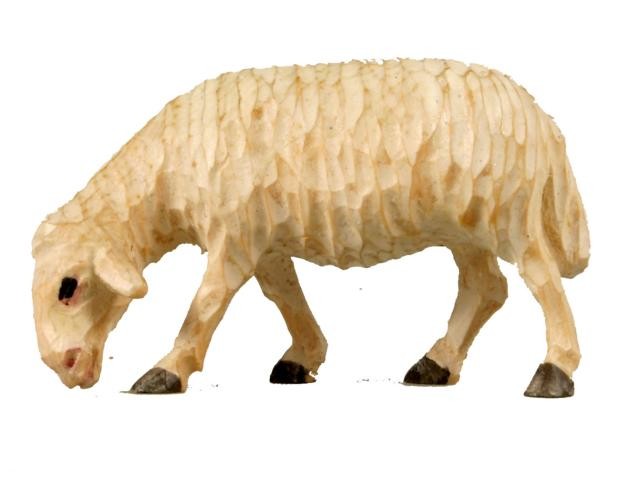 Schaf äsend Schaf äsend