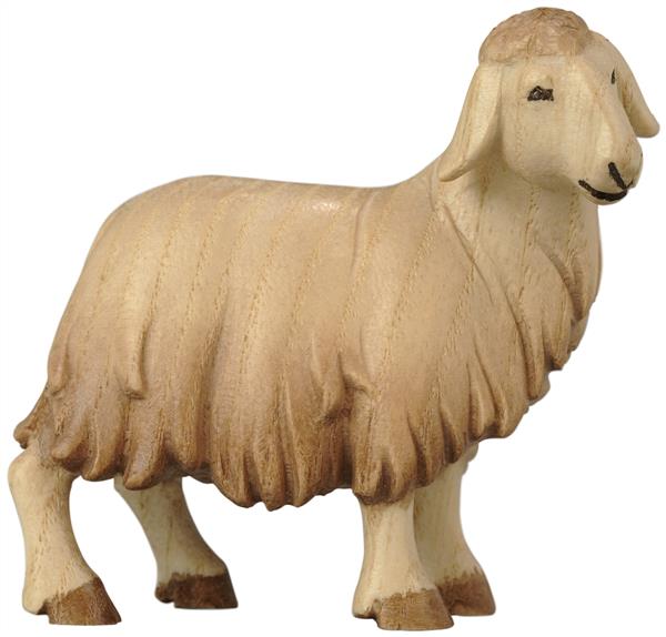 Schaf stehend Schaf stehend