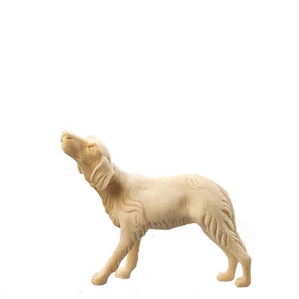 Hund