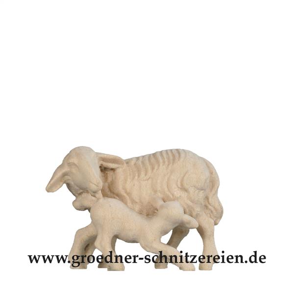 Schafgruppe Schafgruppe
