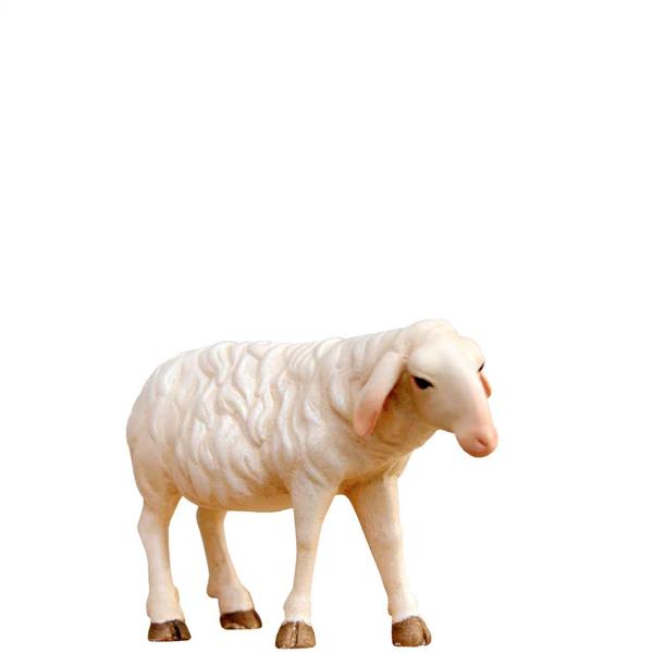 Schaf gerade Schaf gerade