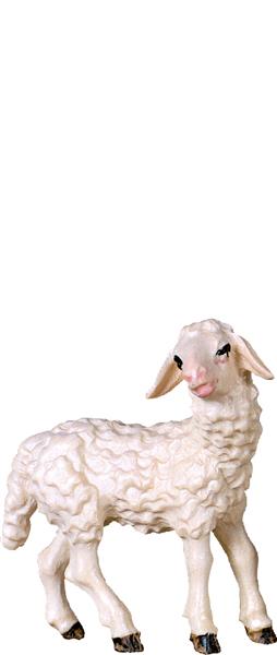 Lamm stehend Lamm stehend