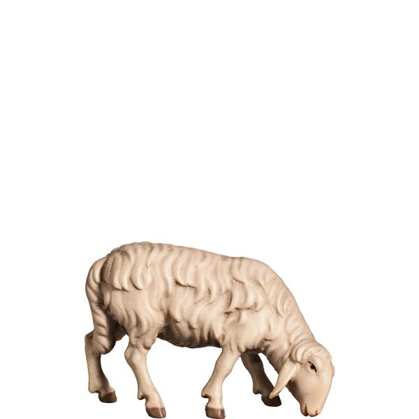 Schaf grasend rechts Schaf grasend rechts