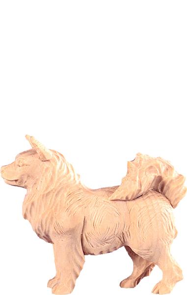 Spitzhund Spitzhund
