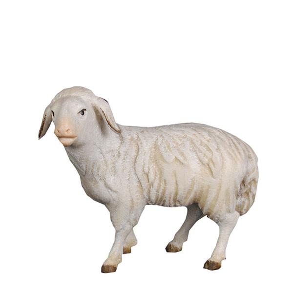 Schaf schauend Schaf schauend