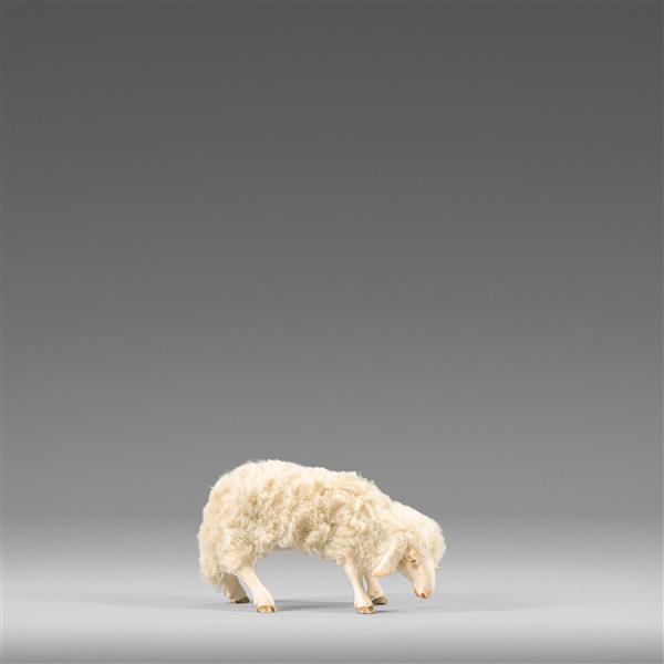 Schaf äsend mit Wolle beige