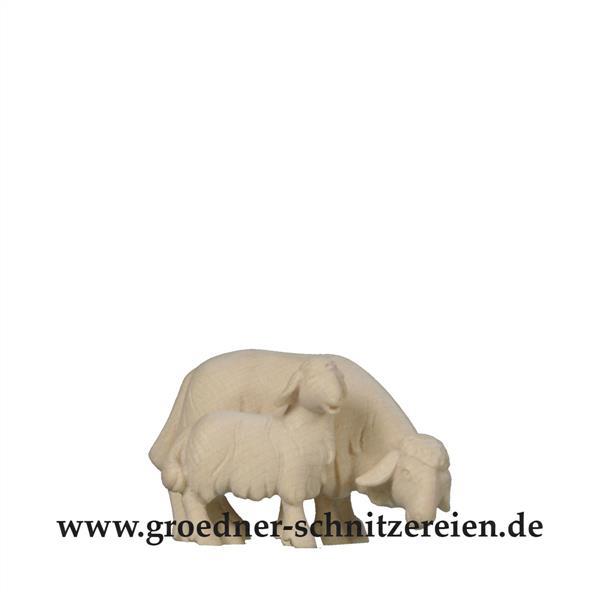 Schaf grasend mit Lamm Schaf grasend mit Lamm