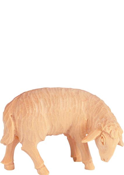 Schaf grasend Schaf grasend