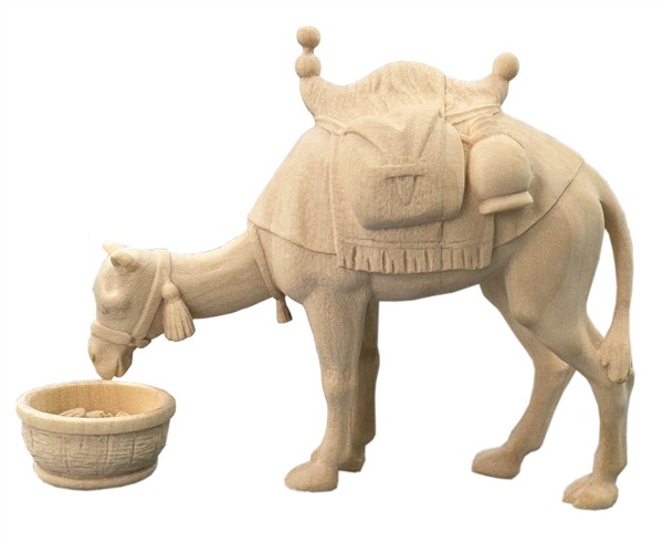 Kamel fressend mit Futterstelle Kamel fressend mit Futterstelle