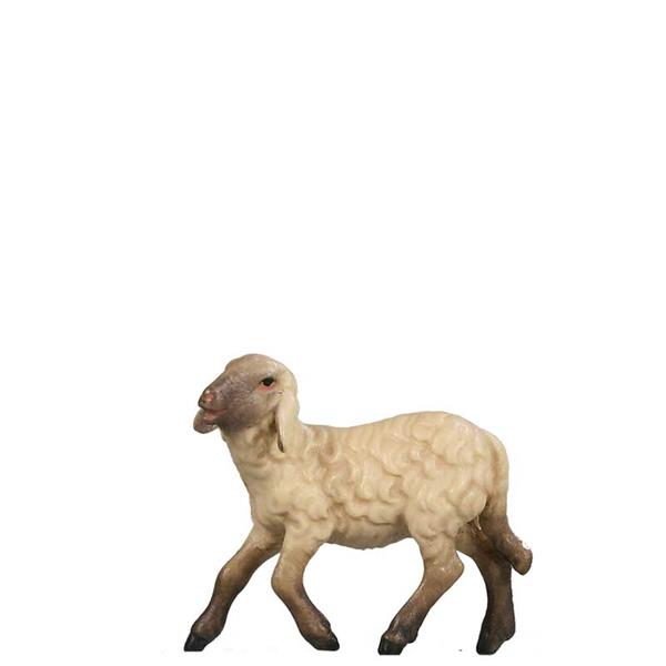 Schaf halbwüchsig SCHWARZ-WEIß Schaf halbwüchsig SCHWARZ-WEIß