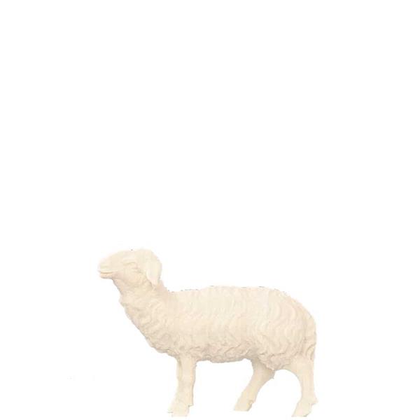 Schaf stehend rechts Schaf stehend rechts