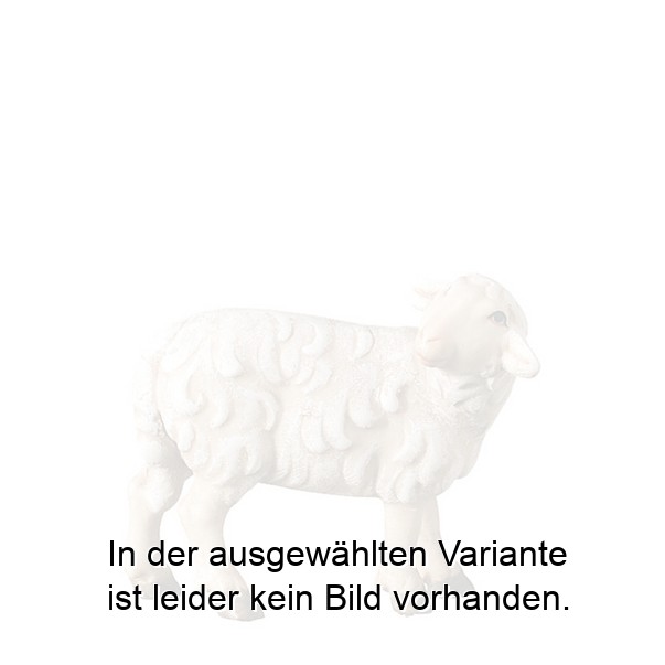 Schaf stehend zurückschauend Schaf stehend zurückschauend