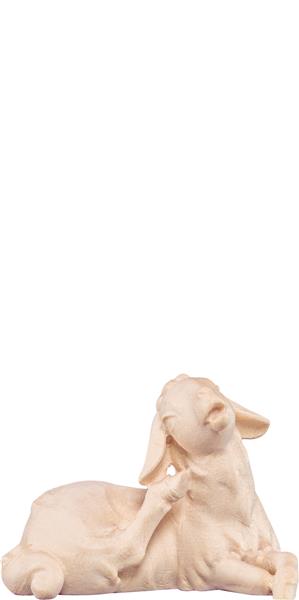 Lamm liegend Artis Lamm liegend Artis